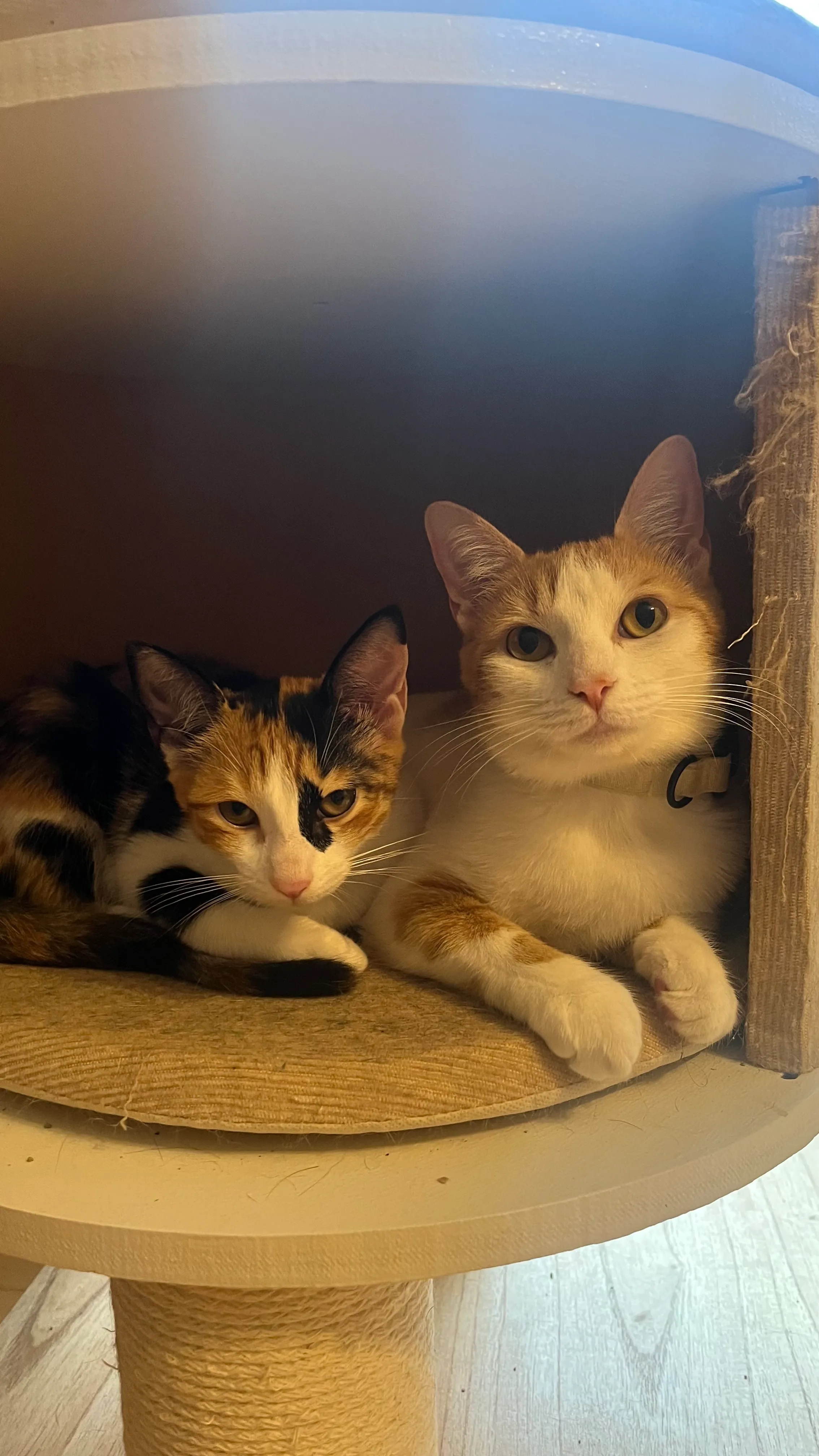 Two of Lucía's cats, curled up together