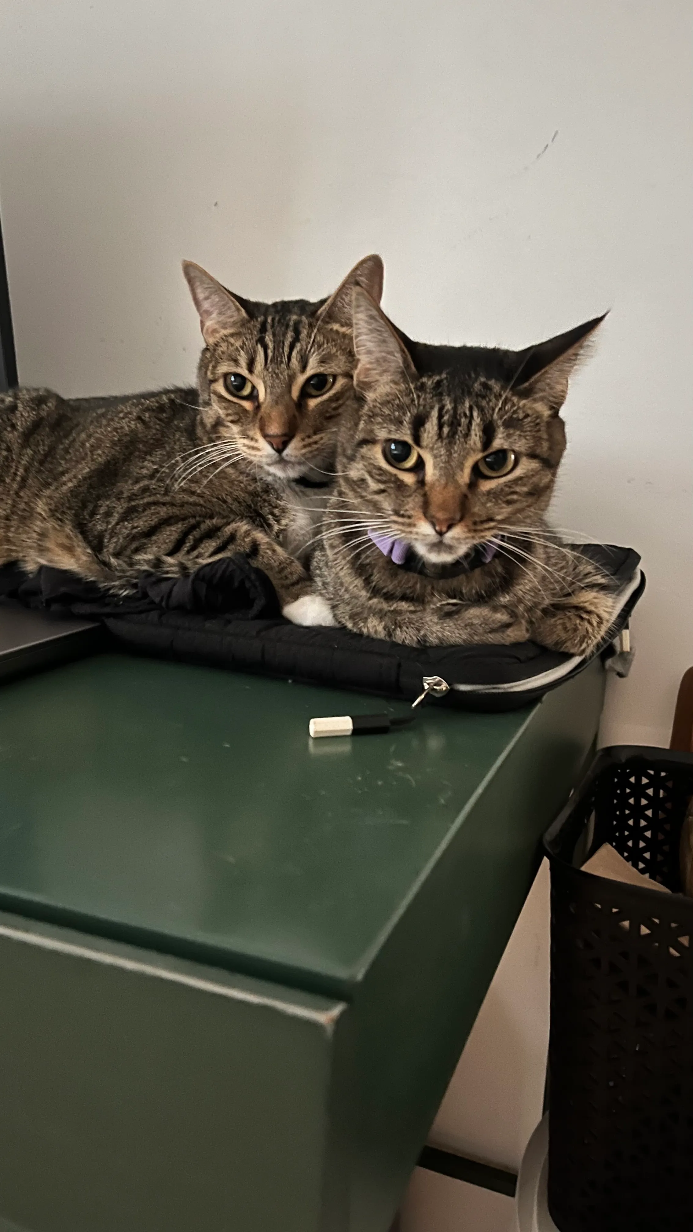 Two more of Lucía's cats, resting on a bag
